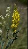 <em>Linaria angustissima</em>